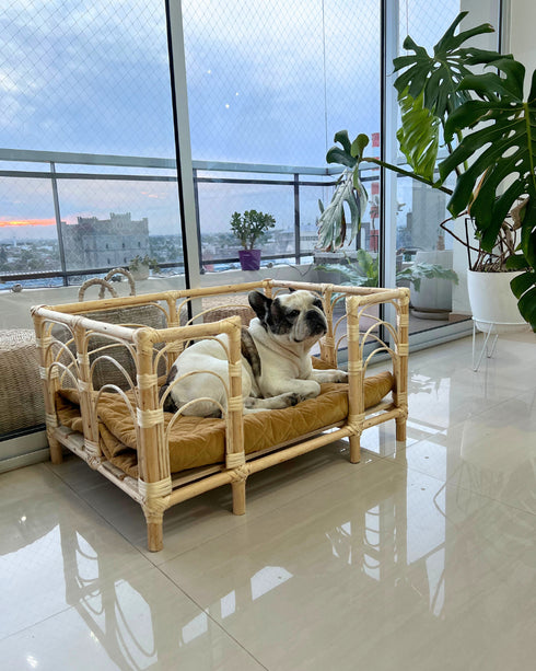 COMBO 1 "Cucha Presidencial + Colchón Simmons + Funda de regalo 50x70cm"