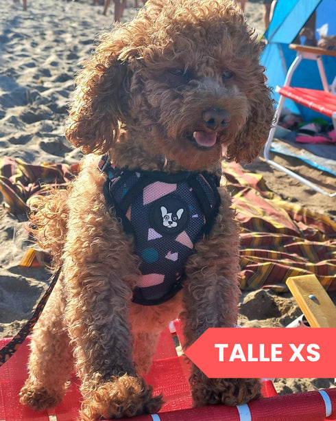 Arnes Doble Agarre Azul (acero)