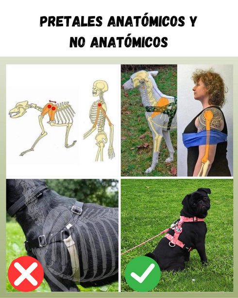 Pretal Doble Agarre Rocky Azul (acero)