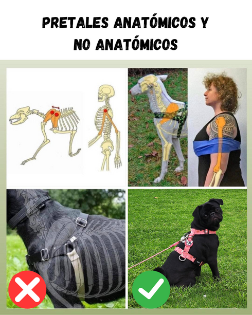 Pretal Doble Agarre Rocky Verde