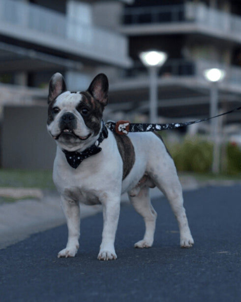 Collar con Moño Apolo