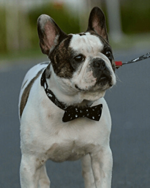 Collar con Moño Apolo